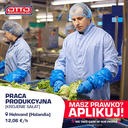 Praca na produkcji - krojenie sałat - Holandia