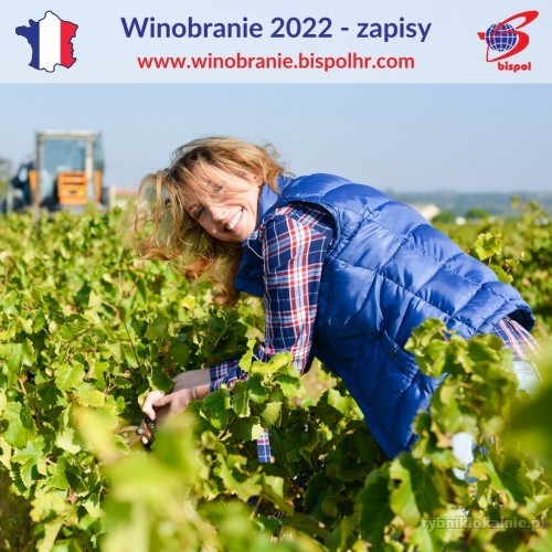 Winobranie - Francja