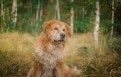 Popi - niczym lew z Narni, wspaniały pies od adopcji! Popi - niczym lew z Narni, wspaniały pies od adopcji!