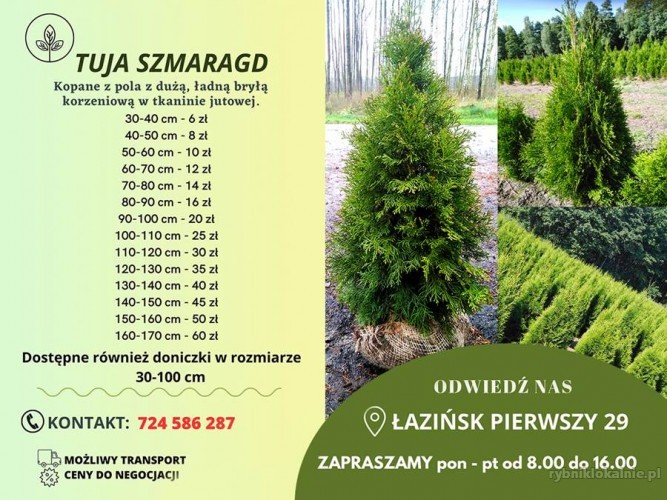 TUJE_SZMARAGD5.jpg